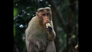 Indian Monkey Feast