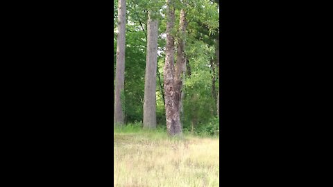 Frog on the tree