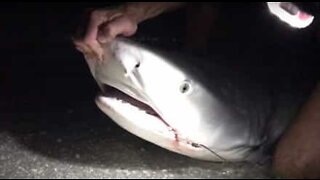 Mann redder en hai med rustne kroker i munnen