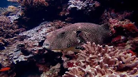 underwater fish, under the sea, beautiful tortoise, under water animal