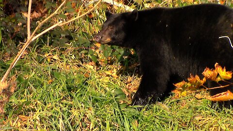 Bears and Salmon Near Your Back Door, An Amazing Cycle of Life