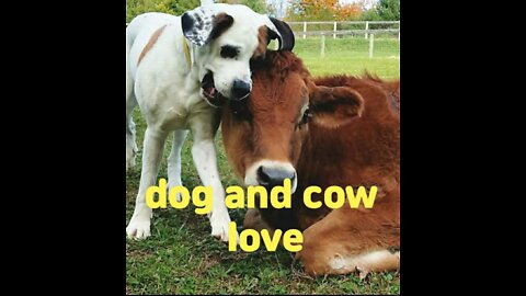 cow and dog love