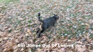 Cat Jumps Out Of Leaves