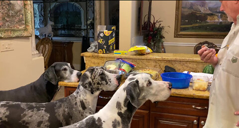 Five Great Danes Line Up For Appetizers Before Dinner