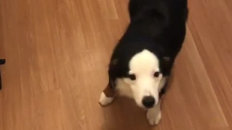 Dog Can’t Hide Excitement By Doing Happy Salsa Dance Upon Owner’s Arrival