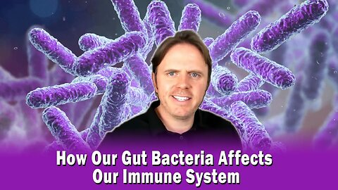 How Our Gut Bacteria Affects Our Immune System