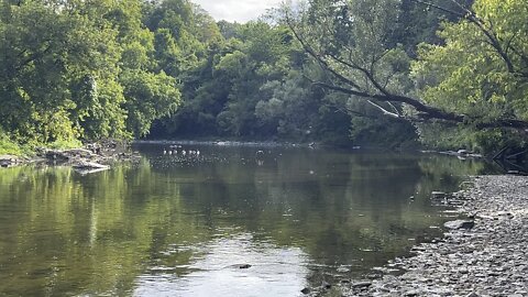 Beautiful view interrupted by a low altitude flying cormorant