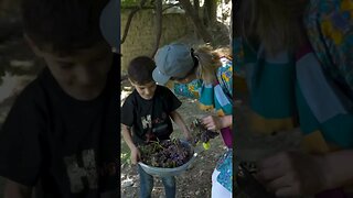 A kid climbed a tree for us in Pakistan