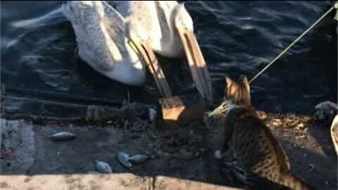 Furious cat protects fish stash from greedy pelicans
