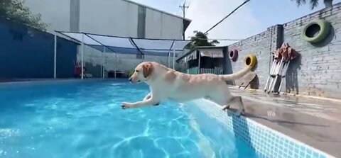 my dog swimming