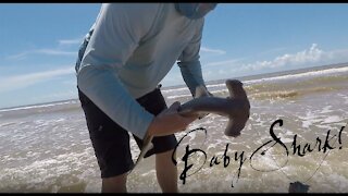 Catching Baby Hammer Head Sharks