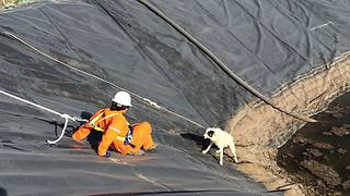 Workers Rescue Dog And Her Puppy From Water Pit
