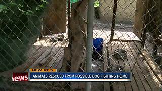 Animals rescued from possible dog fighting home
