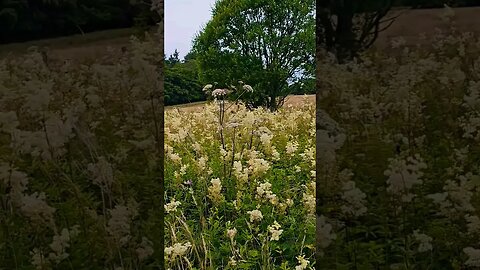 Tall flowers line the path on The West Highland Way Scotland #westhighlandway