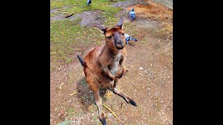 Aussie Kangaroo love