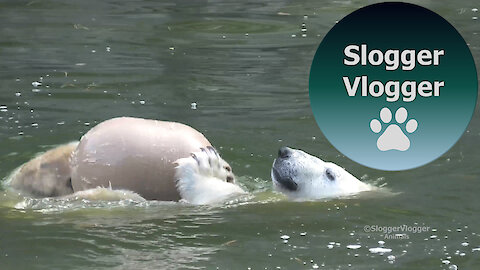 Polar Bear Cub Looking On As Mum Has Fun In The Water