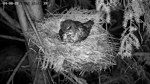 Albert Brings The Owlet Dinner 🦉 04/07/23 22:18