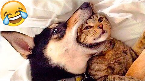 Fur-tastic Funnies: Cats and Dogs Gone Wild!🐱🐶🤪