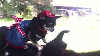 Chihuahua Wears A Cowgirl Costume
