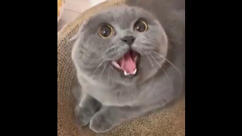Angry Cat Cute Cat Videos