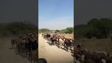 Goats blocking the road not allowing other vehicles to move freely,#shorts,#goats,#animal