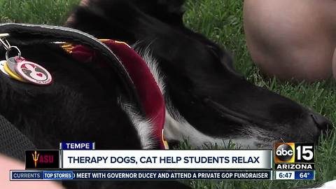 Dogs, cat helping students relax during finals