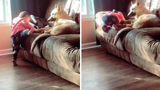 German Shepard Helps Little Girl Climb Onto Couch