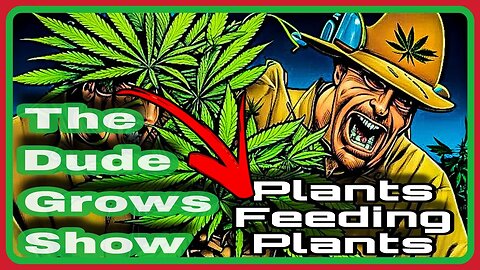 Low Cost CANNABIS NUTRIENTS - Can Plants Feed Other Plants? - The Dude Grows Show 1,437