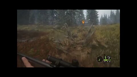 theHunter: Call of the Wild Chapter 74 Blackbear and Blacktail Deer!