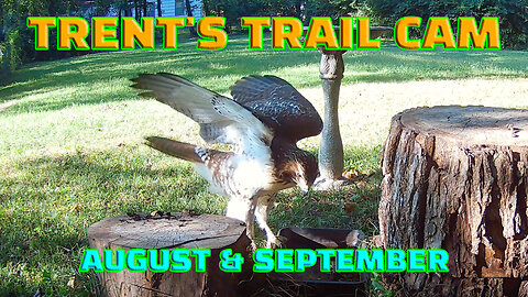 Trail Cam Action August 29th Thru September 13th, 2023