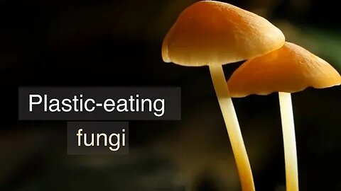 Plastic eating fungi