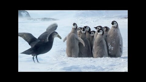 Penguin chicks rescued by unlikely hero Spy In The Snow