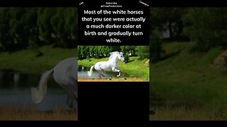 Most White Horses Are Actually Gray #horse #shorts