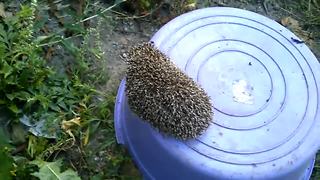 Heroic man rescues hedgehog doomed to die