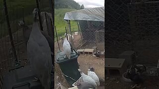 Farm cam. Guinea fowl keets