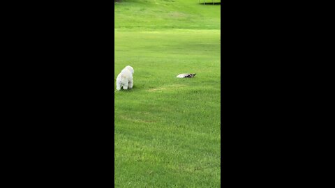 Cute Funny Dog vs Huge Turtle