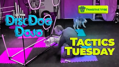 🥏🐶🥋 Tactics Tuesday: Gameplay Tactics, Jam in a Flash, & Hybrid Tricks | DiscDogDojo #117 🐕‍🦺🎯