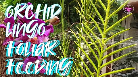 How to CORRECTLY EFFECTIVELY Foliar Feed Orchids | Have You Been Doing it WRONG? #ninjaorchids