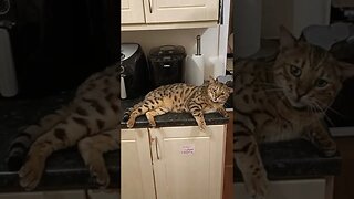 Cat enjoys being vacuumed #bengalcat #catvideo #dyson