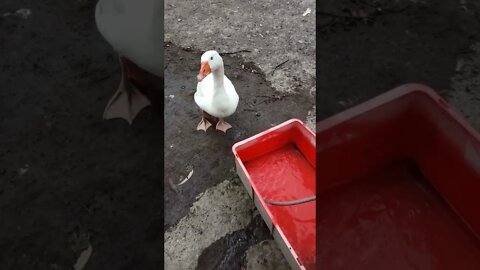 Ezra Gander, waiting for his pond to fill up 5th November 2022