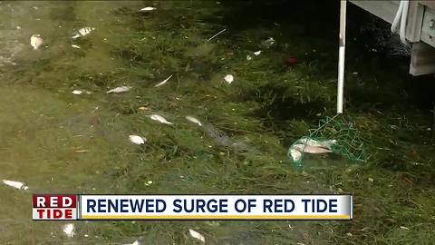 Red tide now impacting Pinellas Co. intracoastal