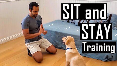 Train your Dog or Puppy to Sit and Stay | How I Trained Buddy (Easy Dog Training at Home)