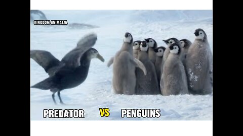 Predator vs penguin