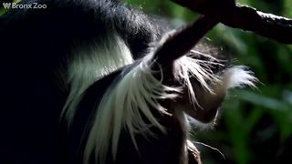 Baby monkey born at Bronx Zoo