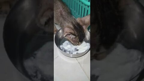 kitten eating her self, ill kitten, eating dahi, dahi, 🤒🐈🐱#viral #trending #suggested #viralvideo