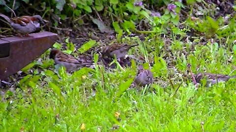 IECV NV #506 - 👀 House Sparrows Searching For Food 4-30-2018