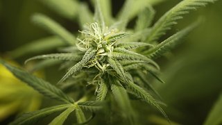 North Dakota Rejects Legalizing Recreational Marijuana