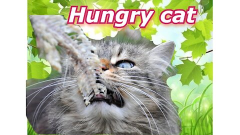 A Hungry cat devouring a fish