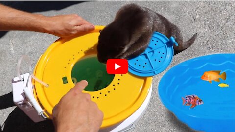 Baby Otter Training To Hunt For Food in Mini Pond!!