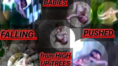 'UNFORTUNATE' act of MULTIPLE BabyMonkeys FALLING (or bring PUSHED) OUT of HIGH-UP TREES! vol.2